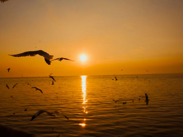 istock Sea Bird flying Silhouette sunset 1299139916