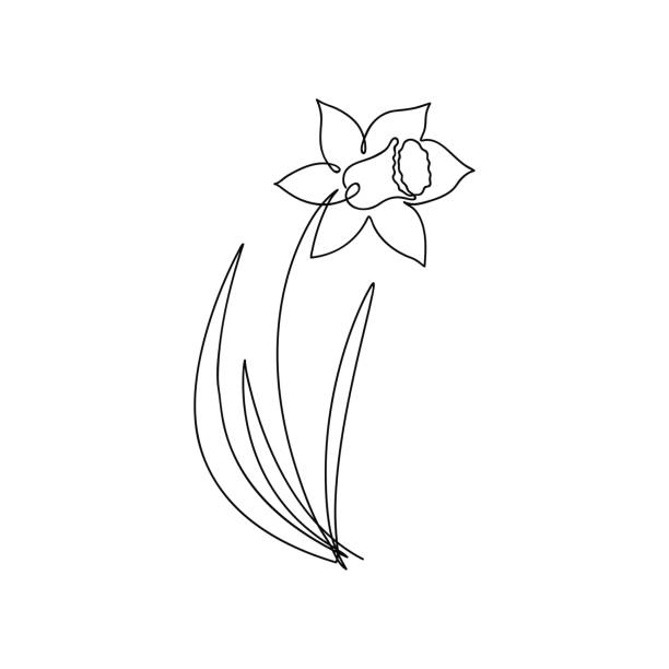 narcyz jeden rysunek linii. ciągły kwiat linii. - daffodil stock illustrations