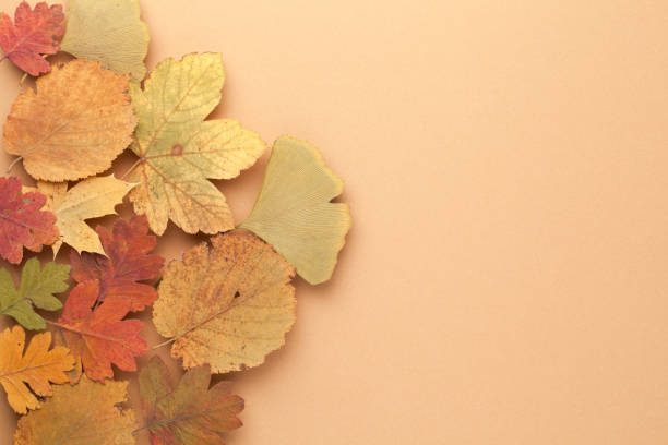 istock Colorful Leaves Concept As Autumn Background 1299140794