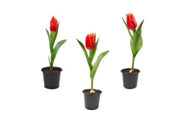 istock Tulip in a pot isolated on white background. 1299141246
