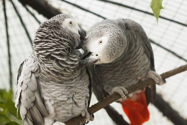 istock African parrots gray kiss pair. romance 1299141504