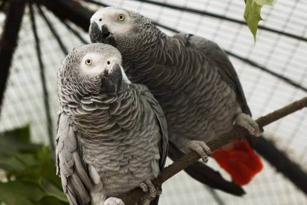 istock African parrots gray kiss pair. wings pet 1299141505