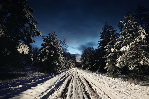 Illuminated snow-covered country road through the evergreen pine forest at sunset. Spruce trees close-up. Dramatic twilight sky. Rural scene. Remote places, dangerous driving, off road, winter tires