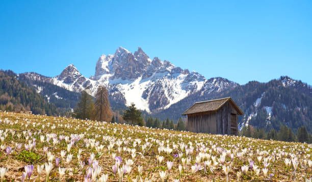 ブレイズ近くのヴァロン - プラグス、ボルツァーノ州、ドロミテアルトアディジェ、イタリア - spring crocus temperate flower european alps ストックフォトと画像