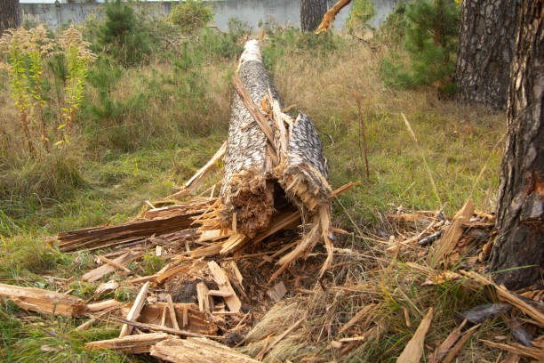 istock the trunk of the great pine fell after a strong wind on the grass and split. 1299142271