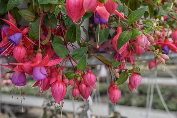 istock Fuchsia lowers for patio, garden, balkon, park 1299144824