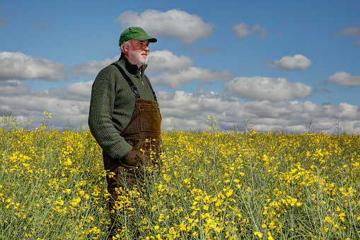 On a sunny day in May a farmer stands in his rapeseed field and enjoys the beautiful yellow splendor of the rape flowers