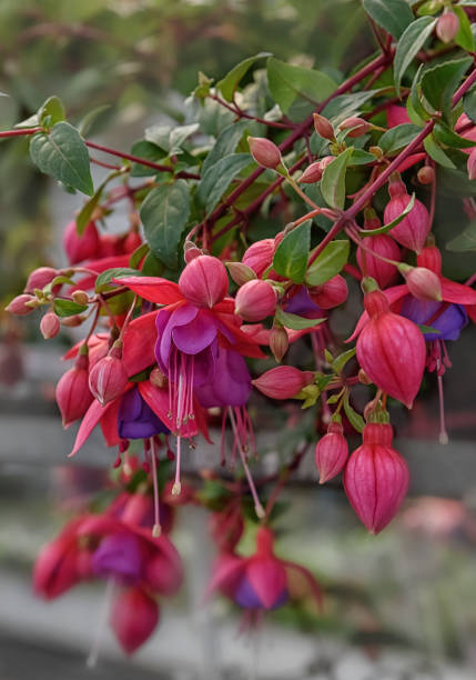 istock Fuchsia lowers for patio, garden, balkon, park 1299144878