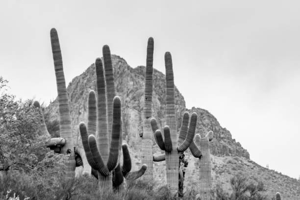 istock Large Cacti in Saguaro National Park West in Black and White. 1299146353