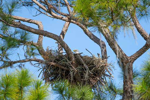 Bald Eagle Nest in Pine Tree