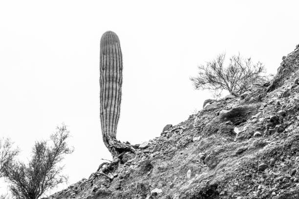 istock A Young Isolated Saguaro Cactus in Saguaro National Park 1299146819