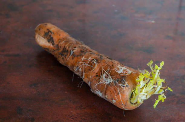 Orange carrots with sprouts on the kitchen table. A dirty carrot has sprouted green leaves. Close-up. Selective focus.