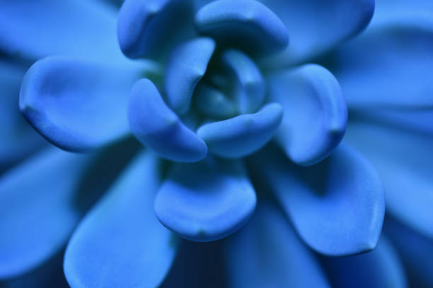 istock Fresh succulent plant in blue color close up macro 1299149166