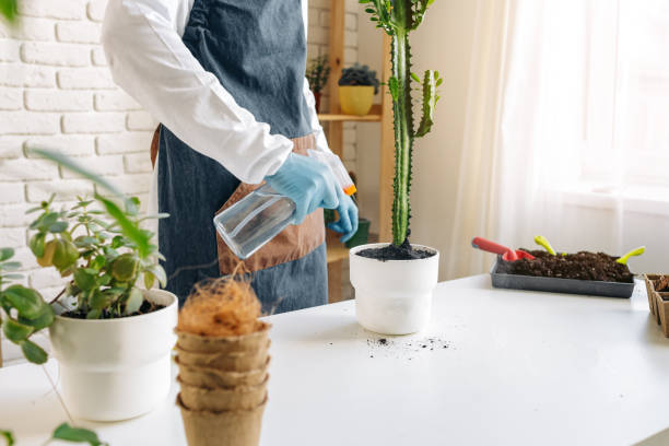 istock Unrecognizable female transplanting home plant close up. 1299149722