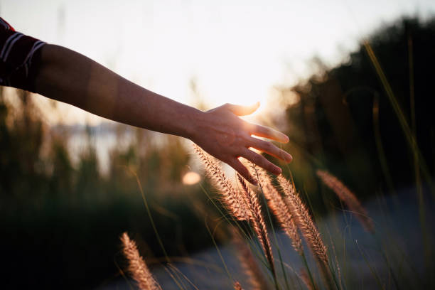 istock Hand of young woman feels desho grass(Pennisetum pedicellatum) 1299151949
