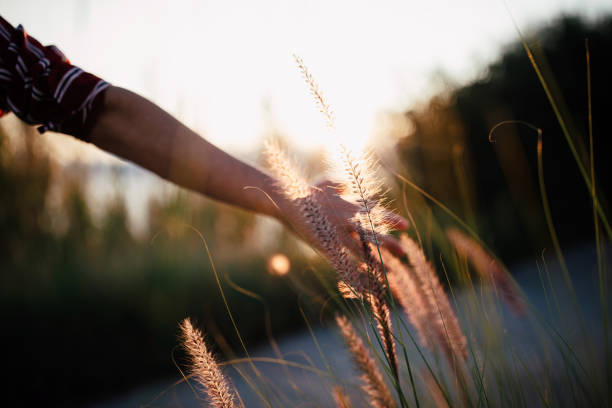 istock Hand of young woman feels desho grass(Pennisetum pedicellatum) 1299152065