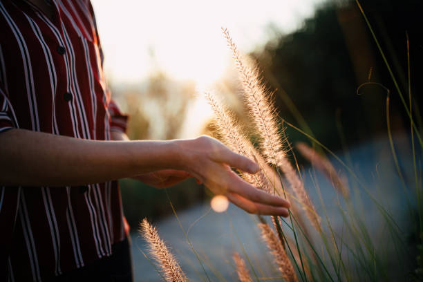 istock Hand of young woman feels desho grass(Pennisetum pedicellatum) 1299152066