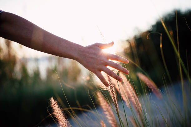 istock Hand of young woman feels desho grass(Pennisetum pedicellatum) 1299152384