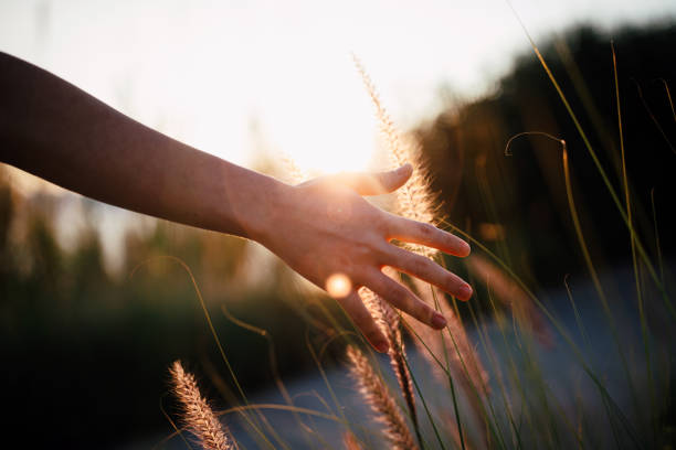istock Hand of young woman feels desho grass(Pennisetum pedicellatum) 1299152414