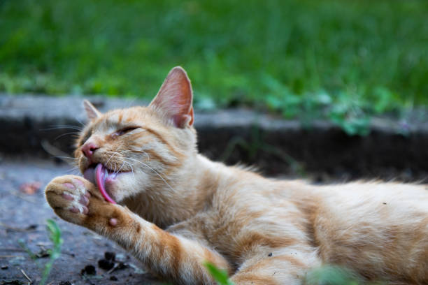 istock Cute little kitten resting in the garden. 1299153124