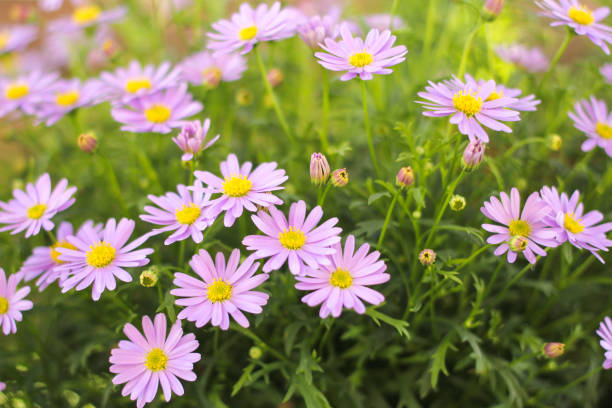 istock beautiful lilac australian daisies 1299153268