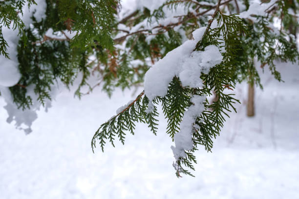 istock Snow weighs down on hanging cedar branch 1299153702