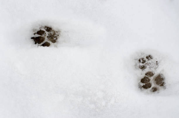istock Wild cat footprints on white snow. Animal footprints 1299153759