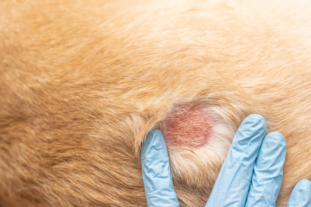 An open dermatological wound in an animal. Allergic reaction. Examination by a veterinarian. An open dermatological wound in an animal. Allergic reaction. Examination by a veterinarian. infected wound stock pictures, royalty-free photos & images