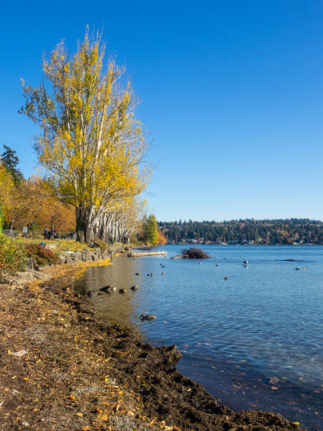 seward park - day washington state vertical outdoors zdjęcia i obrazy z banku zdjęć