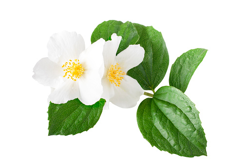Jasmine flower on a white isolated background