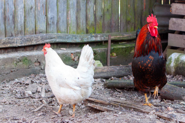 istock A bright red rooster and a white hen on a private backyard 1299156429