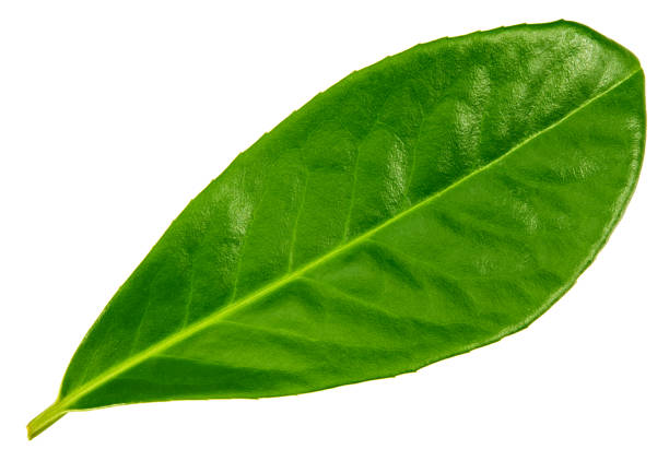 istock citrus leaves isolated on white background. clipping path 1299157402