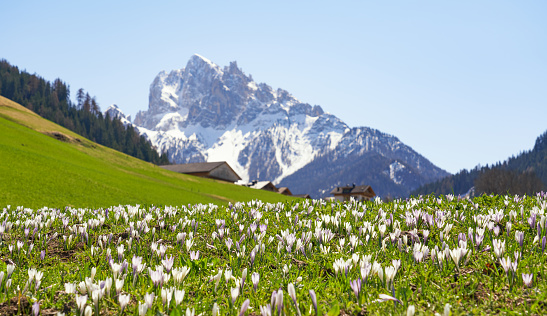 Agricultural field with a meadow of Crocus near Segheria and snowcapped Dolomite mountain in the background.