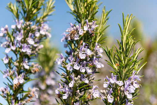 Close-up of rosemary herb garden in bloom with honey bee under clear blue sky