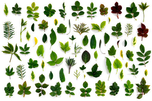 Pattern of various green leaves on  white isolated background. Flat lay, top view, copy space concept.