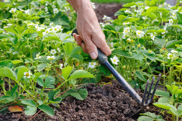 istock Man farmer caring for strawberry sprouts in outdoors. 1299158809