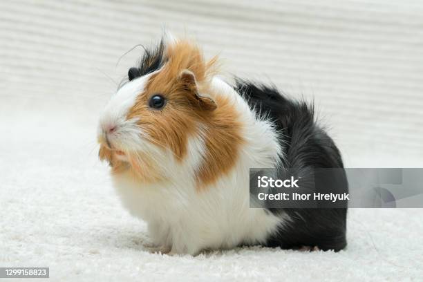 Guinea Pig Rosette Young Guinea Pig Closeup View On A Light Background Stock Photo - Download Image Now