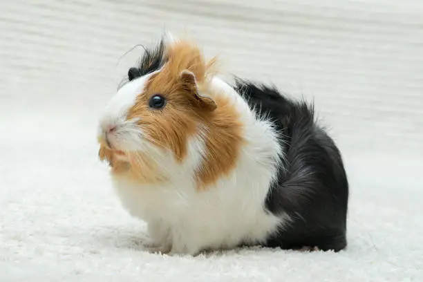 Photo of Guinea pig rosette, young guinea pig close-up view on a light background