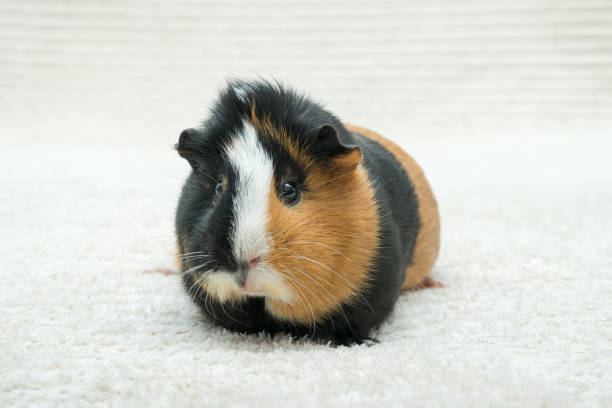 istock Guinea pig, young guinea pig close-up view on a light background 1299158839
