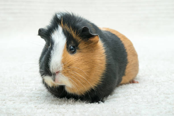 istock Guinea pig, young guinea pig close-up view on a light background 1299158843