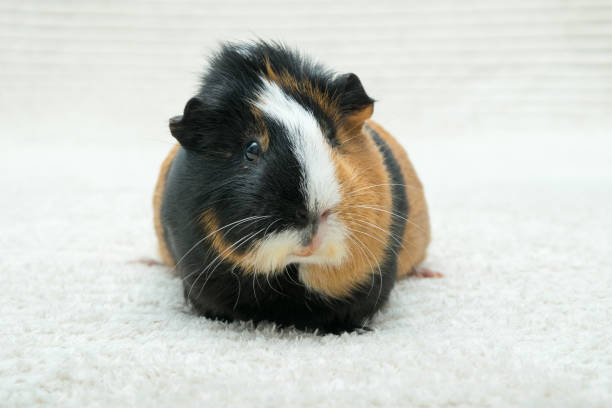 istock Guinea pig, young guinea pig close-up view on a light background 1299158848
