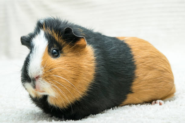istock Guinea pig, young guinea pig close-up view on a light background 1299158849