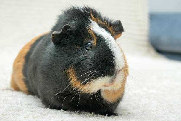 istock Guinea pig, young guinea pig close-up view on a light background 1299158856