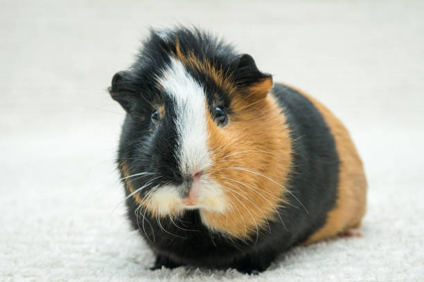 istock Guinea pig, young guinea pig close-up view on a light background 1299158859