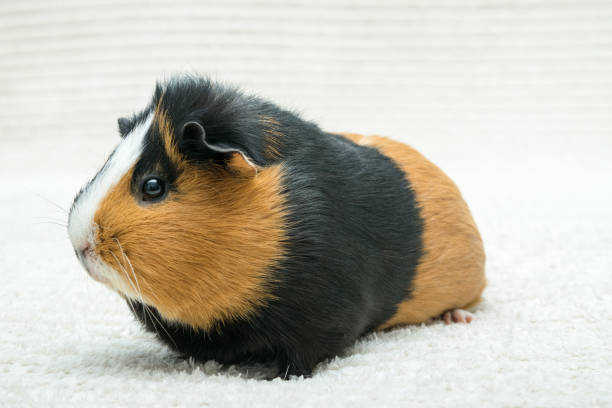 istock Guinea pig, young guinea pig close-up view on a light background 1299158866