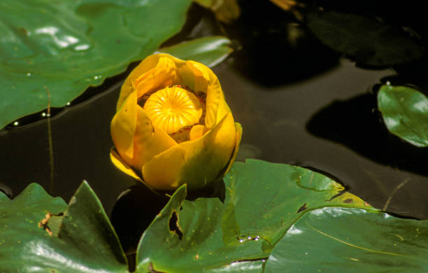 istock Water Lilly in Mountain Lake -0014 1299159119