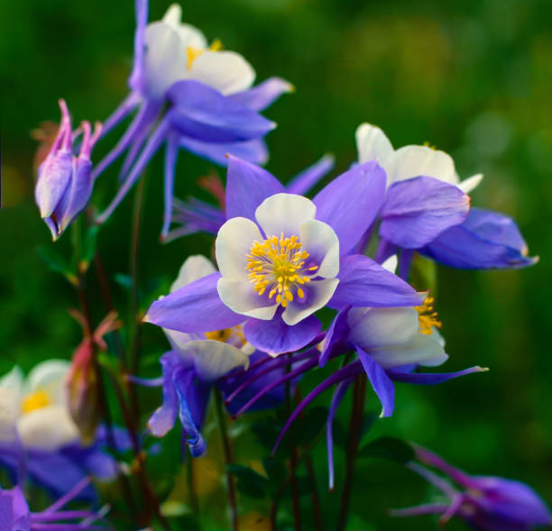 istock Columbine Flowers - Colorado State Flower -2 1299160122