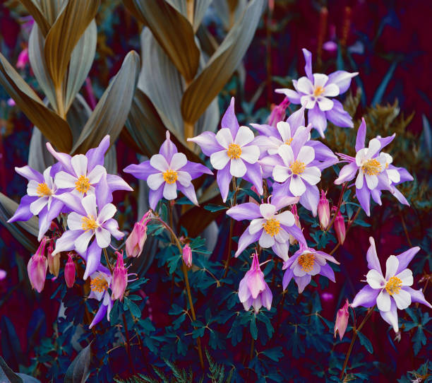 Columbines (also classified as Buttercups) are in full bloom in the mountains of Colorado the vibrant orchid colors on a summer day
