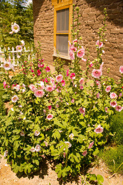 istock Hollyhock flowers in New Mexico -0035 1299162842