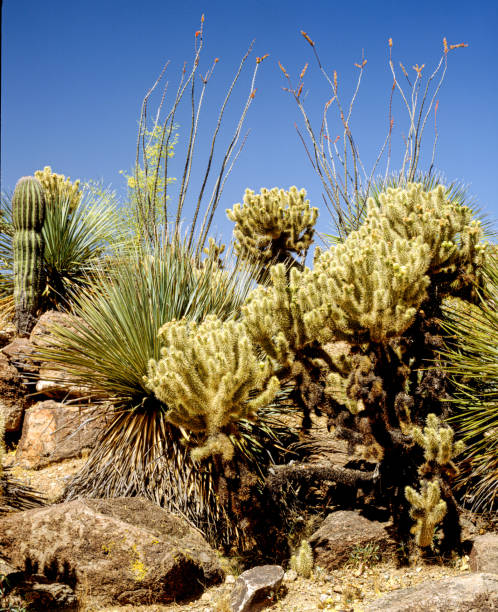 istock Chollas Cacti in the Desert -0026 1299164050
